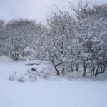 IJzige Hel Op Komst: Bereid Je Voor Op De Ergste Winter in Decennia