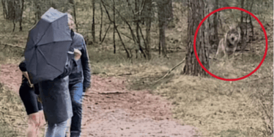 Drama: Wolf grijpt meisje (5) en sleurt haar mee