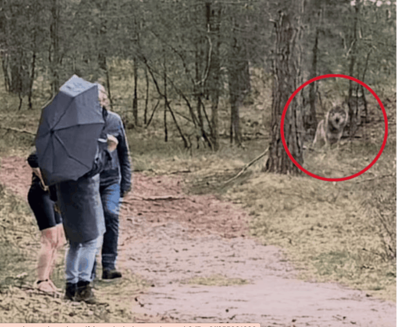 Drama: Wolf grijpt meisje (5) en sleurt haar mee