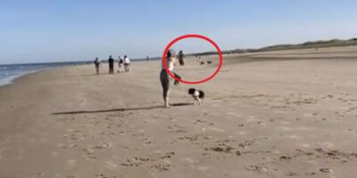 Woede op social media na aanrijding puppy door mountainbiker